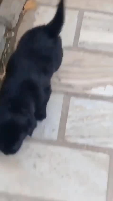 Beagle Black & Tan Puppy, farm video