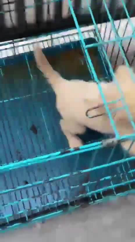 Pomeranian Puppy, farm video