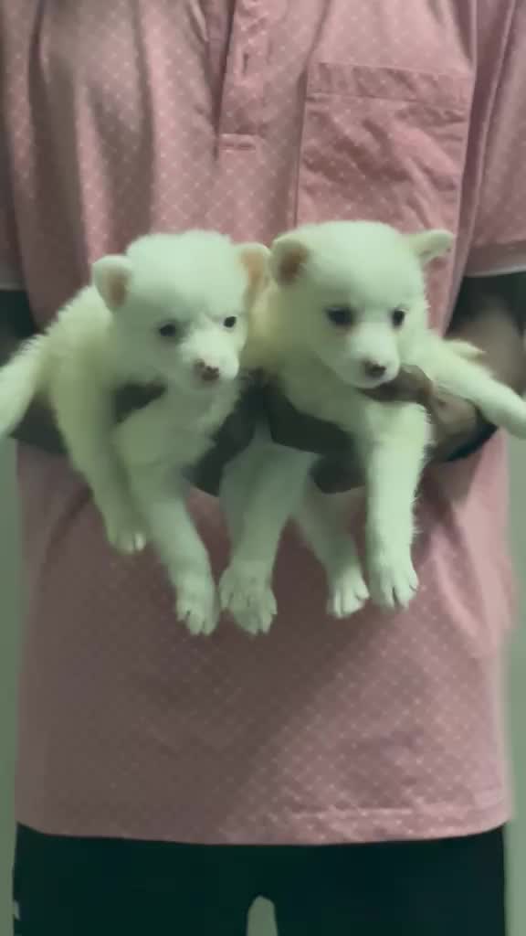 Pomeranian Puppy, farm video