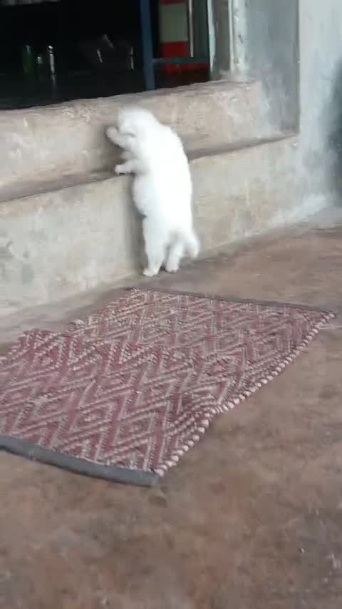 Pomeranian Puppy, farm video