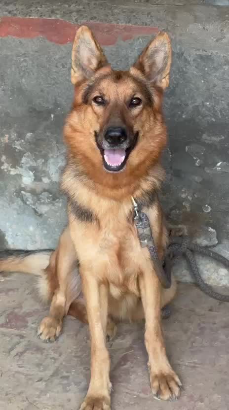 German Shepherd Puppy, farm video