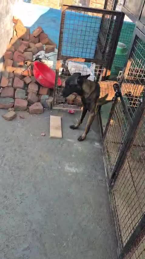Belgian Malinois Puppy, farm video