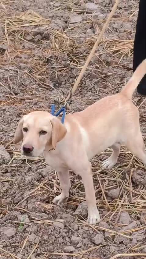 Dachshund Puppy, farm video