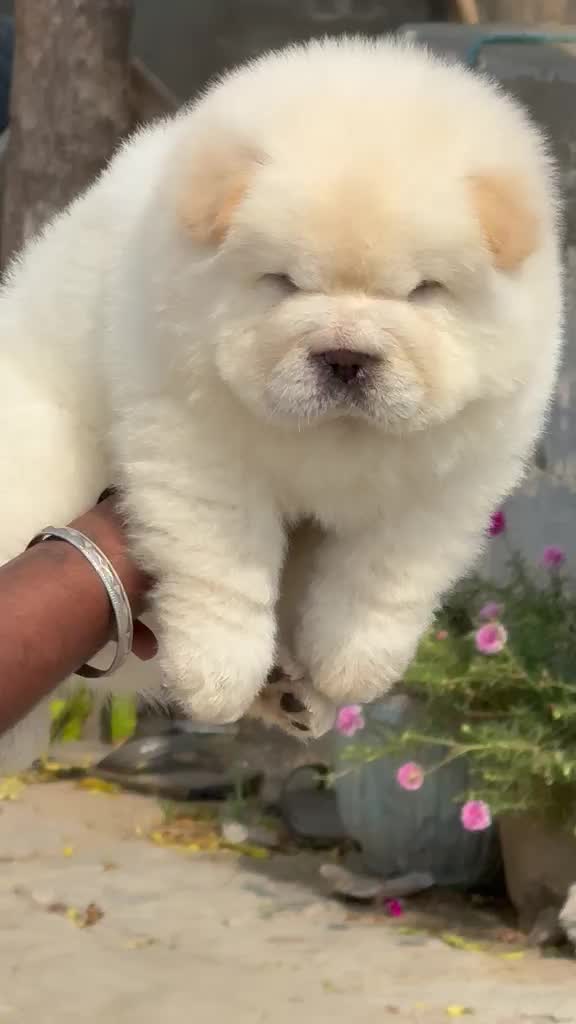 Chow Chow Puppies, farm video