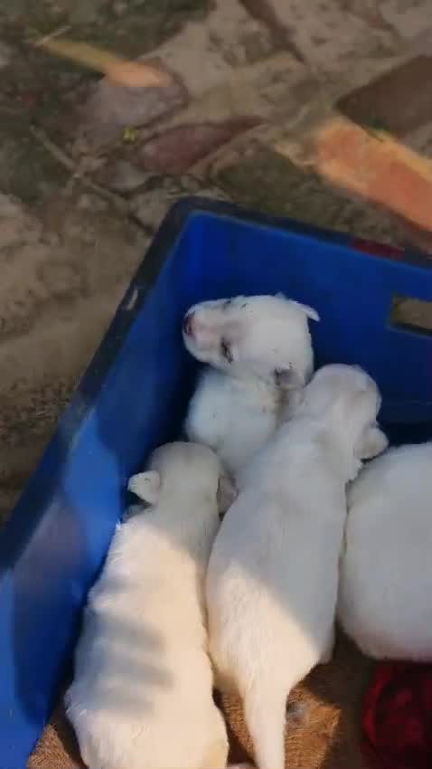 Pomeranian Puppy, farm video