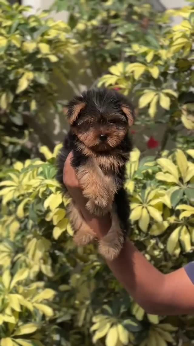 Dachshund Puppy, farm video