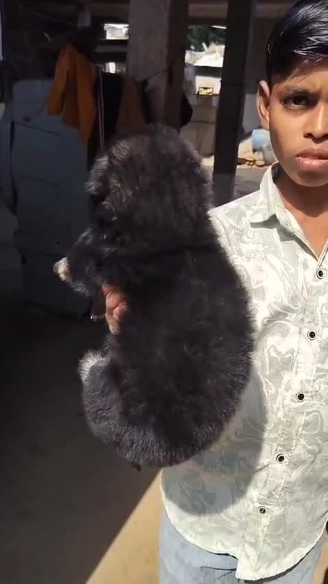 German Shepherd Puppy, farm video