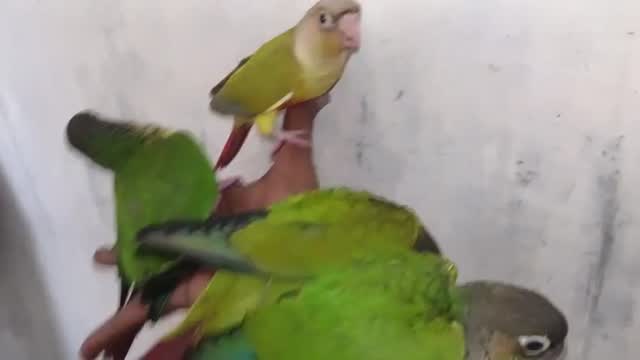 Pineapple Headed Conure, farm video