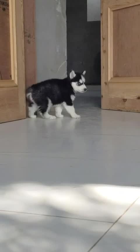 Siberian Husky Puppy | Black & White Color, farm video