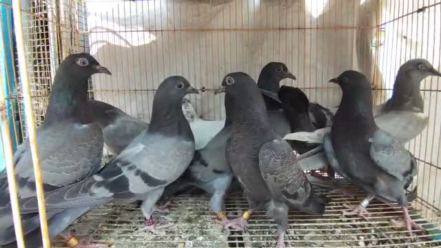 Homer Pigeon, farm video