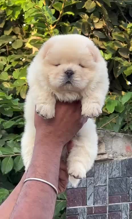 Chow Chow Puppies, farm video