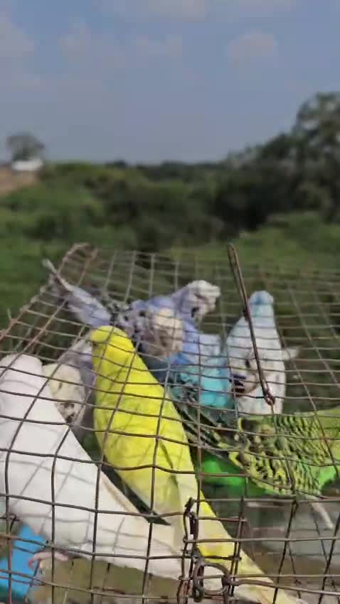 Budgies | Fallow, farm video
