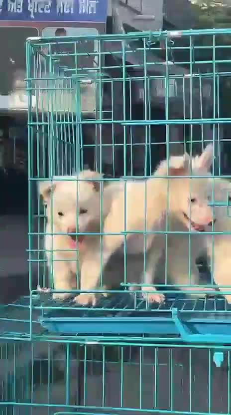 Culture Pom Puppy, farm video