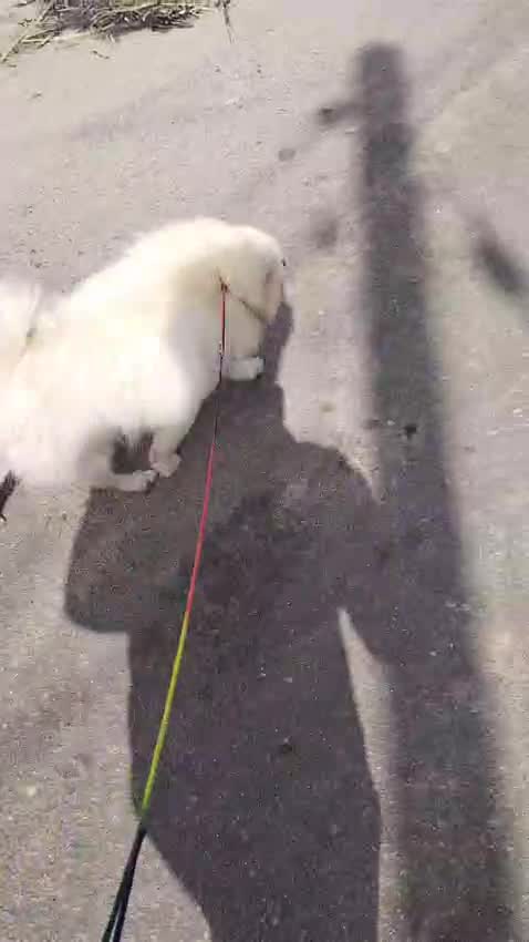 Culture Pom Puppy, farm video