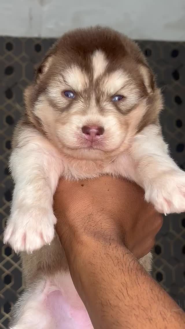 Siberian Husky Puppy | Black & White Color, farm video