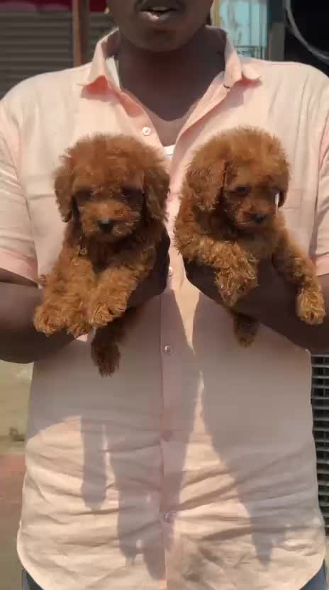 Toy Poodle Puppy, farm video