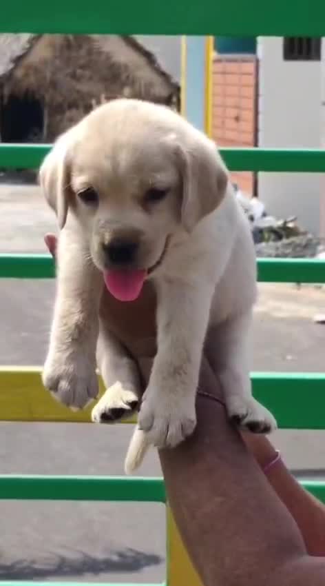 Beagle Black & Tan Puppy, farm video