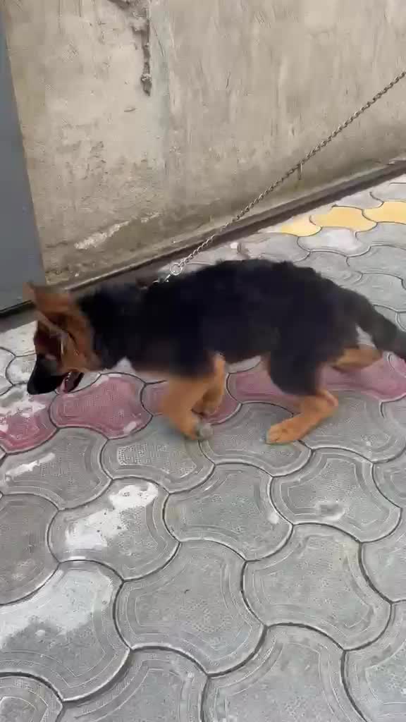 German Shepherd Puppy, farm video
