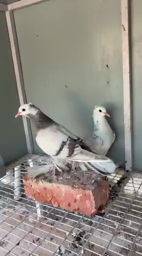 Rat, farm video