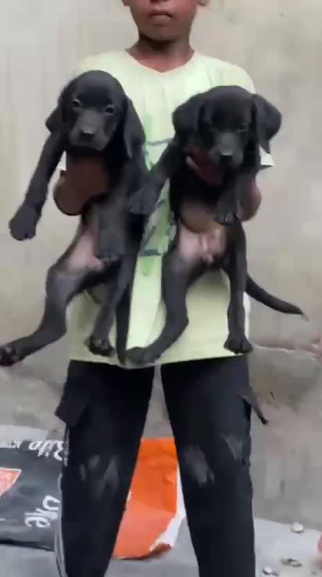 Beagle Black & Tan Puppy, farm video