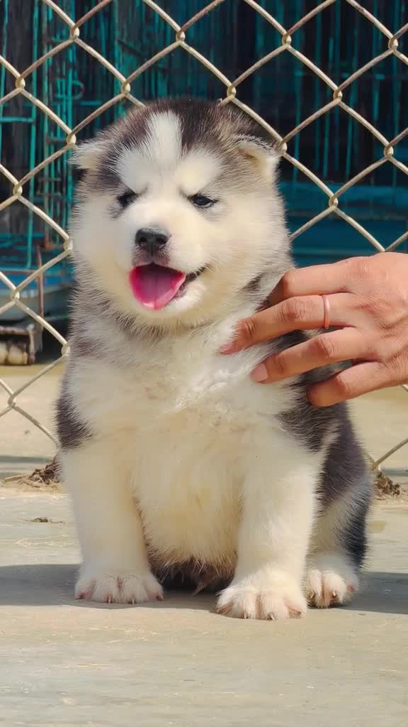 Siberian Husky Puppy | Black & White Color, farm video