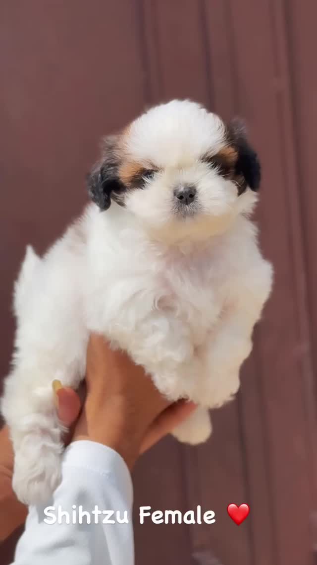 Shih Tzu | Black Color, farm video