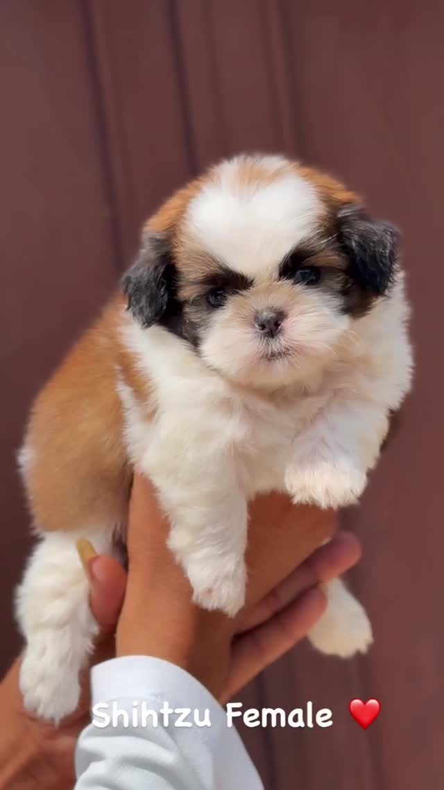 Shih Tzu | Black Color, farm video