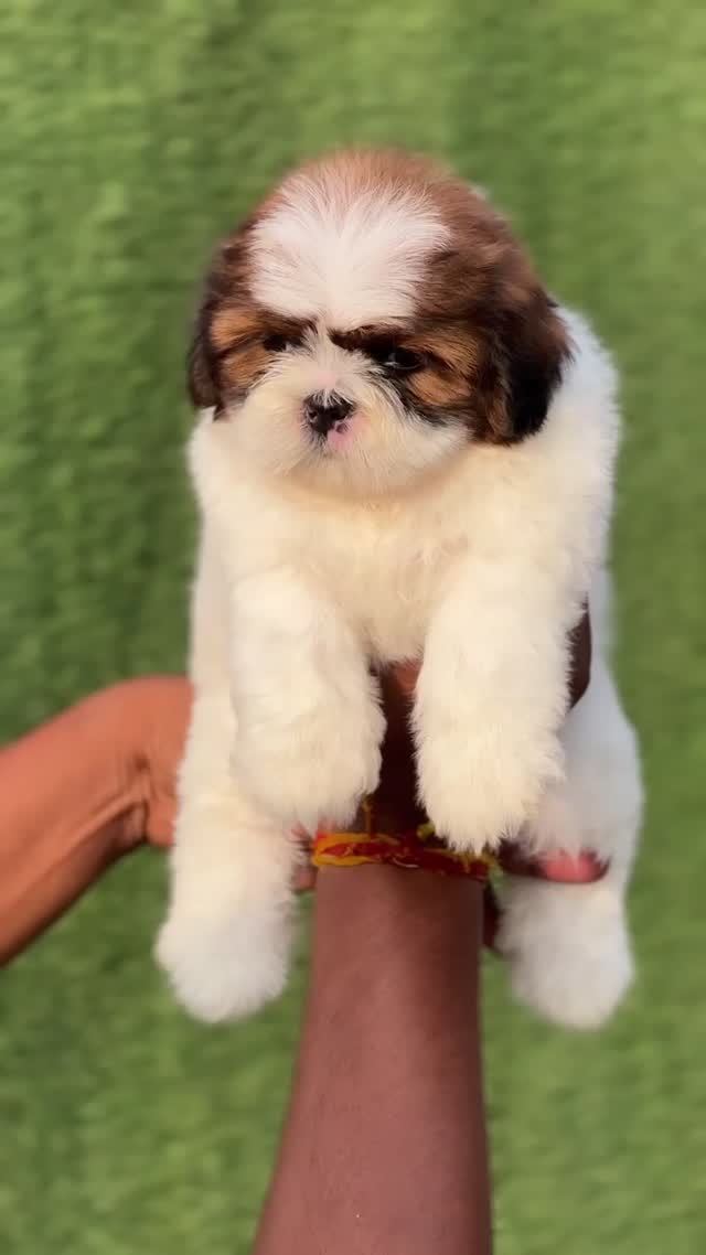 Shih Tzu | Black Color, farm video
