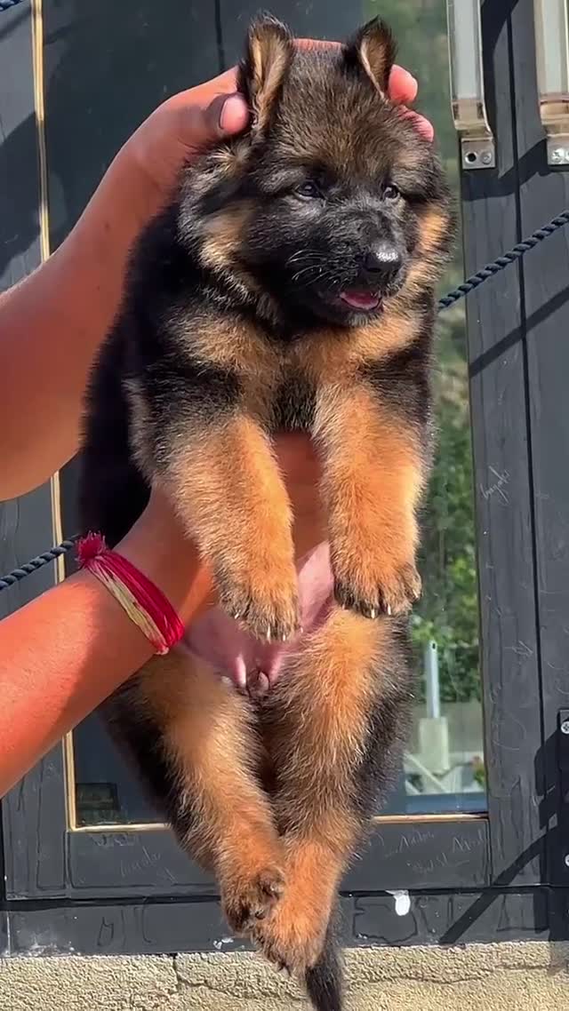 German Shepherd Puppy, farm video