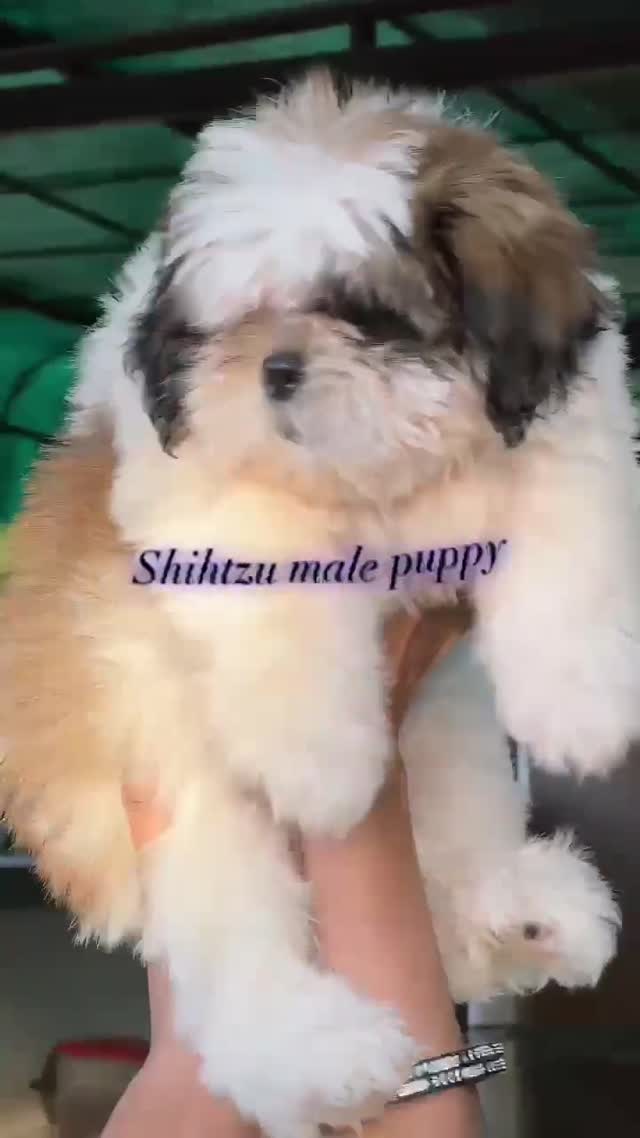 Shih Tzu | Black Color, farm video