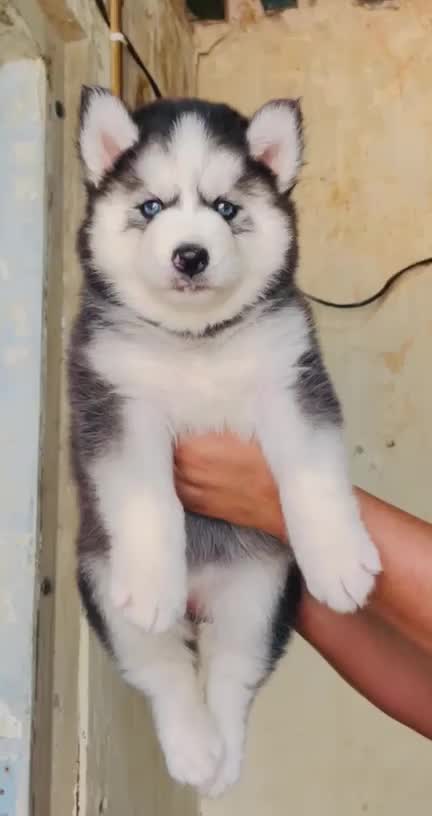 Siberian Husky Puppy | Black & White Color, farm video