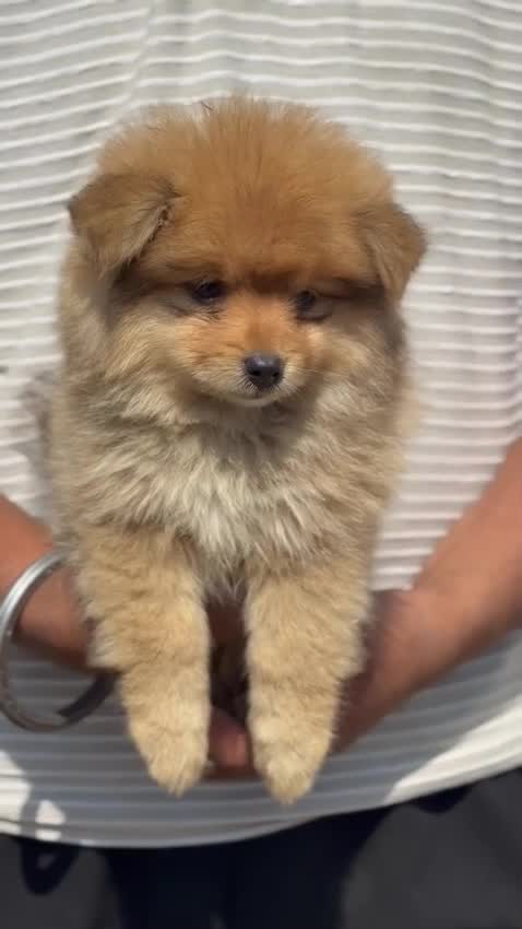 Culture Toy Pom Puppy, farm video