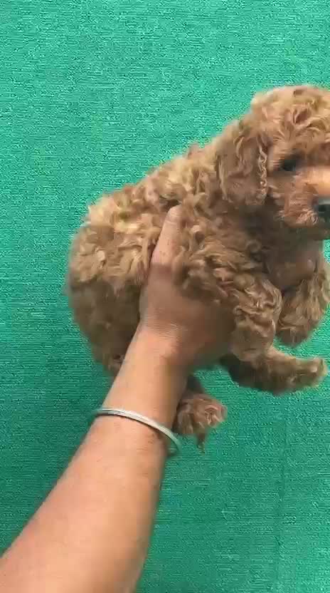 Toy Poodle Puppy, farm video