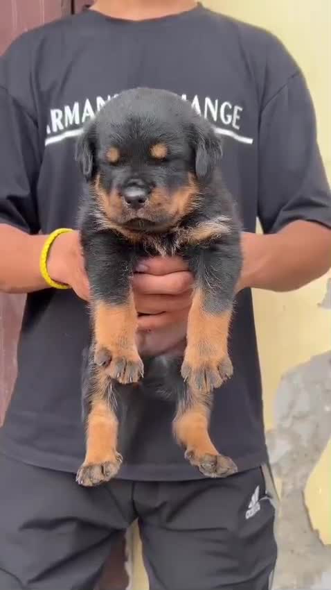 Rottweiler Puppy, farm video