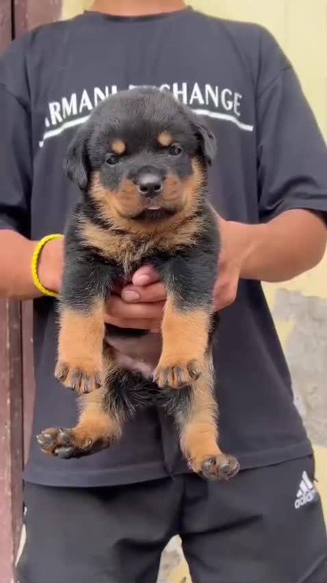 Rottweiler Puppy, farm video