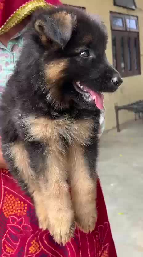 German Shepherd Puppy, farm video
