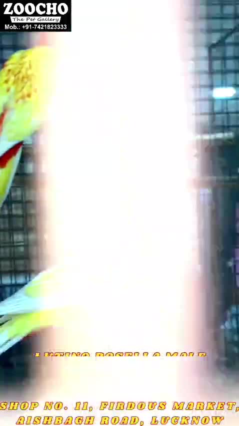 Rosella Bird, farm video