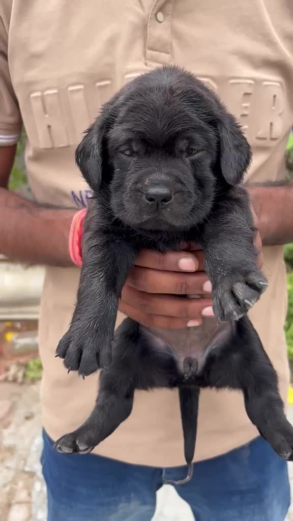 Beagle Black & Tan Puppy, farm video