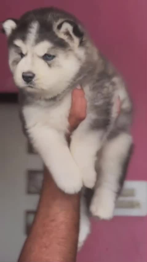 Siberian Husky Puppy | Black & White Color, farm video