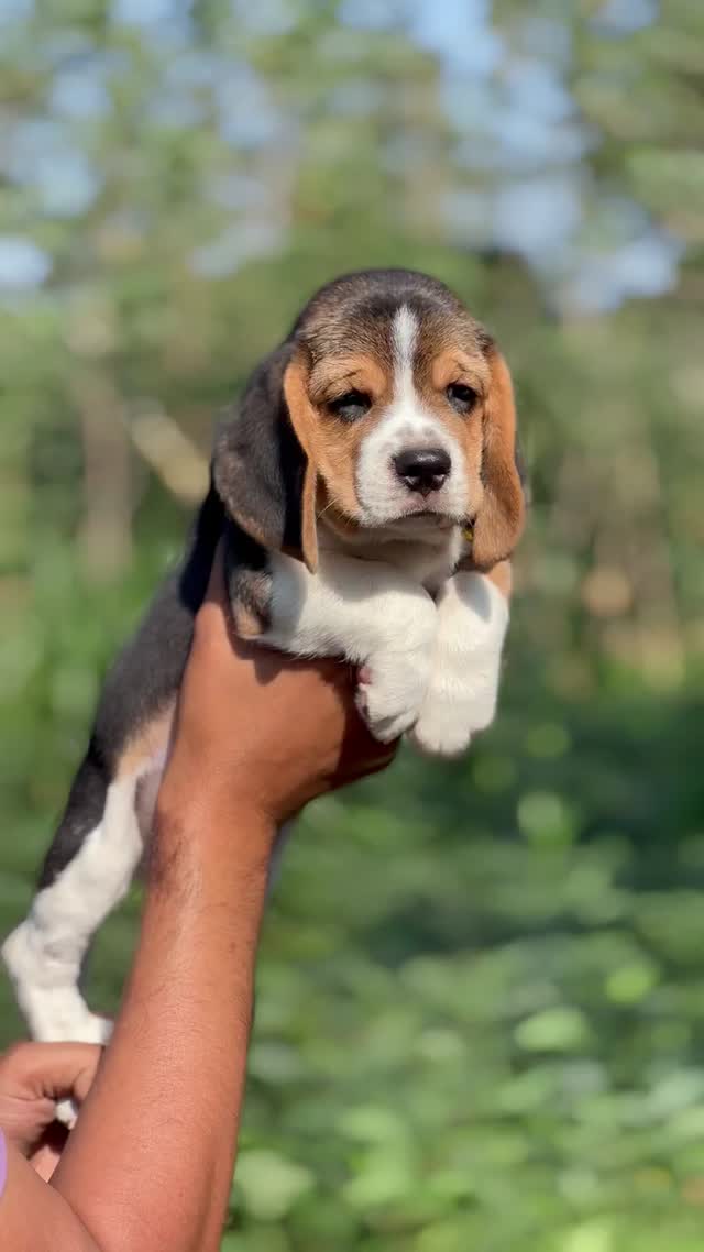Beagle Black & Tan Puppy, farm video