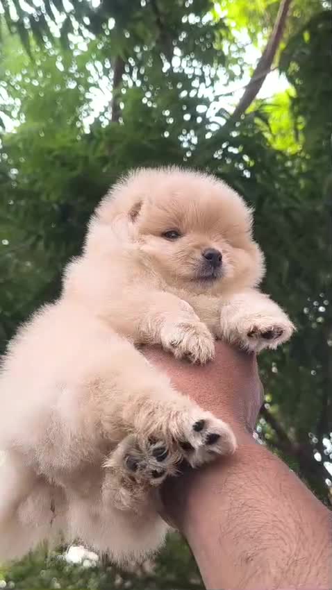 Toy Poodle Puppy, farm video