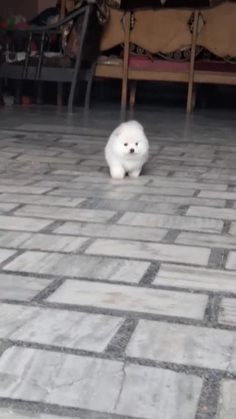 Toy Poodle Puppy, farm video
