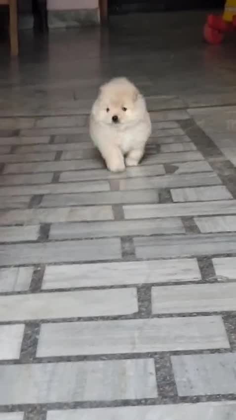 Toy Poodle Puppy, farm video