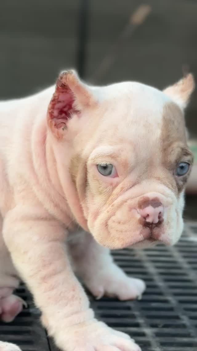 American Bully Pocket Size Puppy, farm video