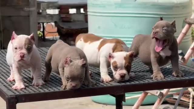 American Bully Pocket Size Puppy, farm video