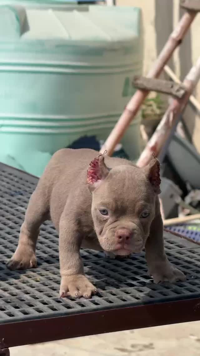 American Bully Pocket Size Puppy, farm video