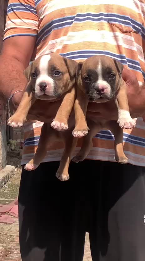 American Bully Pocket Size Puppy, farm video