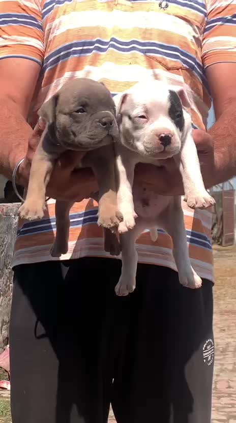 American Bully Pocket Size Puppy, farm video