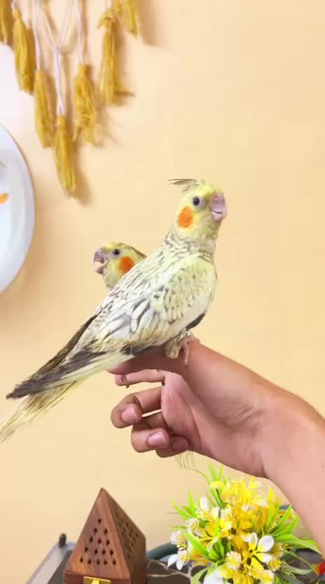 Cockatiel | Pied, farm video