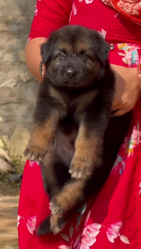German Shepherd Puppy, farm video